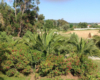 Dependance Elide holiday home near Tropea – photo 52