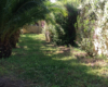 Dependance Elide holiday home near Tropea – photo 49